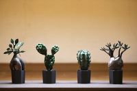 QooSo Plants®（クウソープランツ）