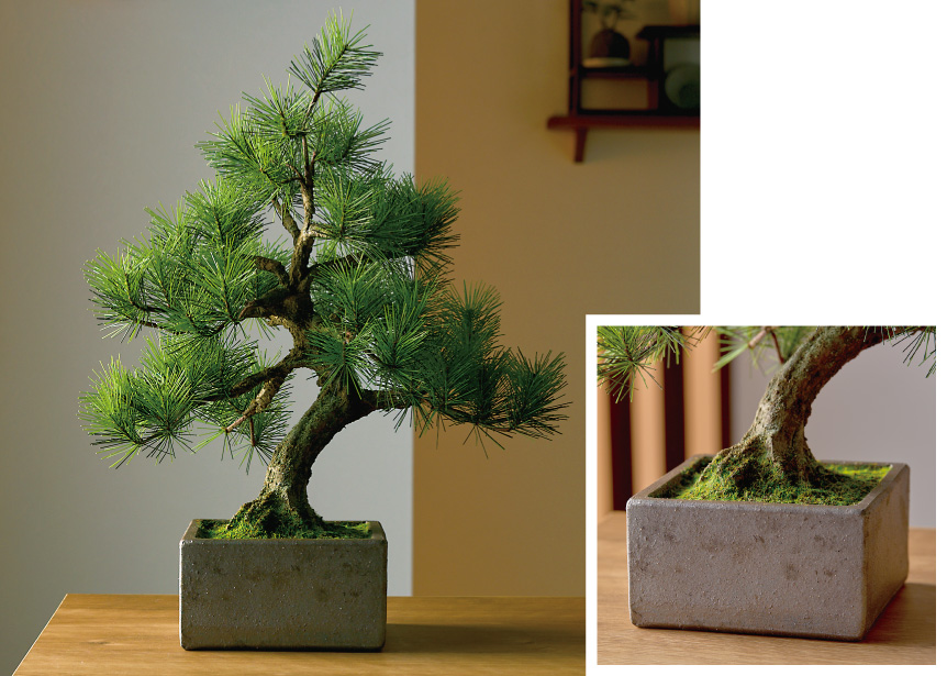 A-BONSAI Moyogi 信楽焼鉢