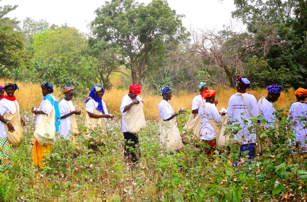 セネガルの綿花畑で綿花を摘む人々。